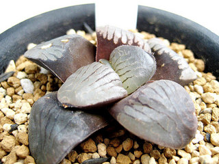 dt00010.jpg