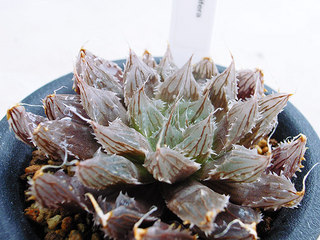 dt00018.jpg