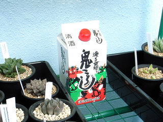 dt00024.jpg