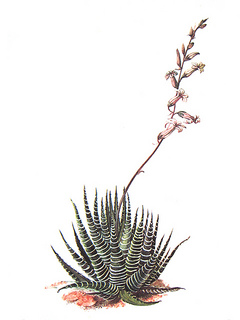 dt00026.jpg