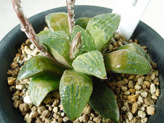 dt00029.jpg