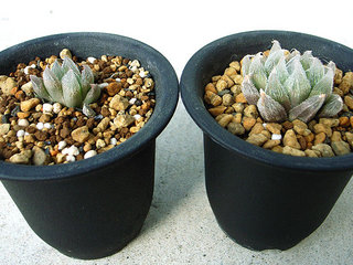 dt00038.jpg