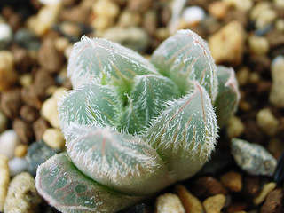 dt00039.jpg