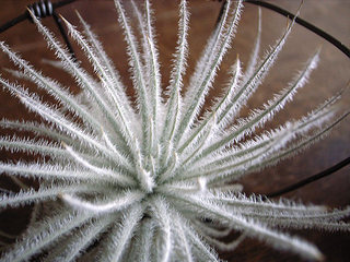 dt00045.jpg