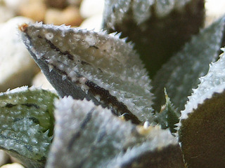 dt00078.jpg