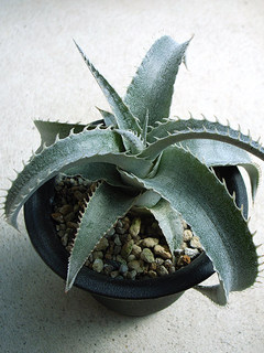 dt00083.jpg