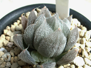 dt00087.jpg