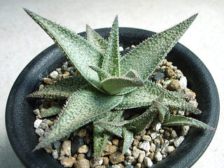 dt00089.jpg