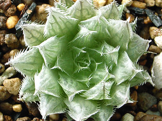 dt00104.jpg