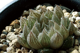 dt00130.jpg