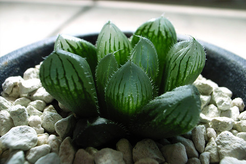 dt00209.jpg