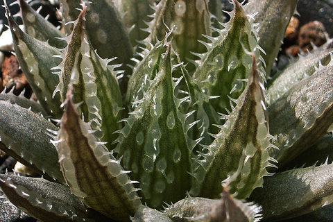 dt00251.jpg