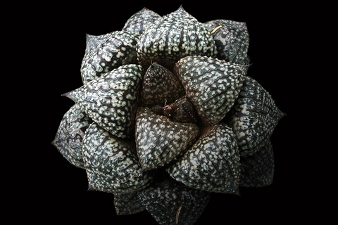 dt00290.jpg