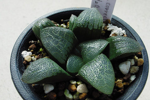 dt00305.jpg